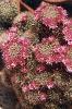 Mammillaria_zeilmannia-02.jpg