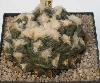 Roseocactus_fissuratus-01.jpg