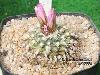 Turbinicarpus_pseudomacrochele-06.jpg